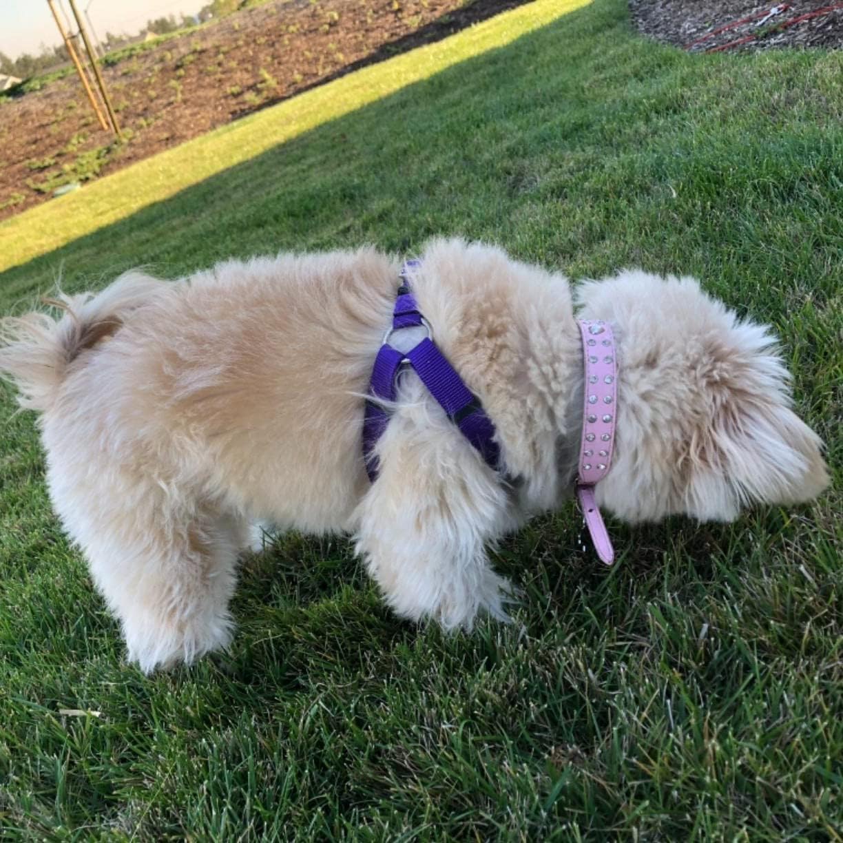 PUPTECK No Pull Dog Harness Soft Adjustable Basic Nylon Step in Puppy Vest Outdoor Walking with ID Tag