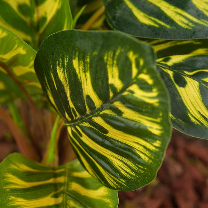 Reptile Terrarium Decor Plants, Bearded Dragon Tank Accessories fit Crested Gecko Leopard Lizard Chameleon Ball Python Snake Frog - Yellow Fake Prayer Peacock Plants