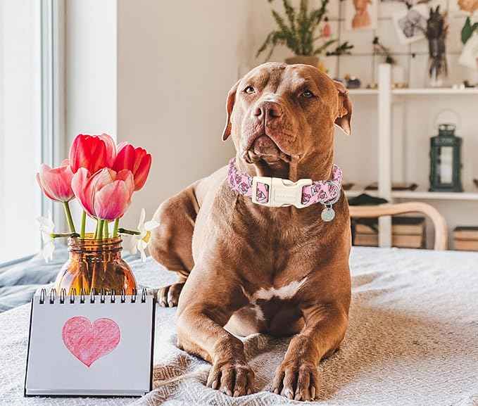 DOGWONG Valentine's Love Letter Dog Collar - Adjustable Durable Pink Heart Cute Collar for Small Medium Dogs