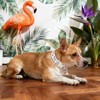 DOGWONG Pink Flamingo Dog Collar Spring Puppy Collars for Small Girl Boy Dogs Durable Soft Adjustable Dog Collar for Small Medium Large Dogs,XL