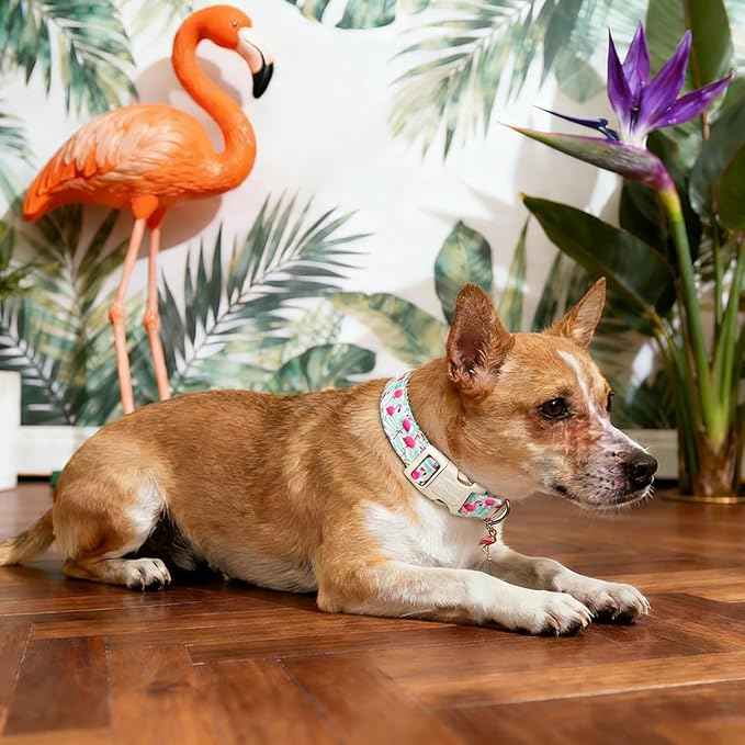 DOGWONG Pink Flamingo Dog Collar Spring Puppy Collars for Small Girl Boy Dogs Durable Soft Adjustable Dog Collar for Small Medium Large Dogs,XS