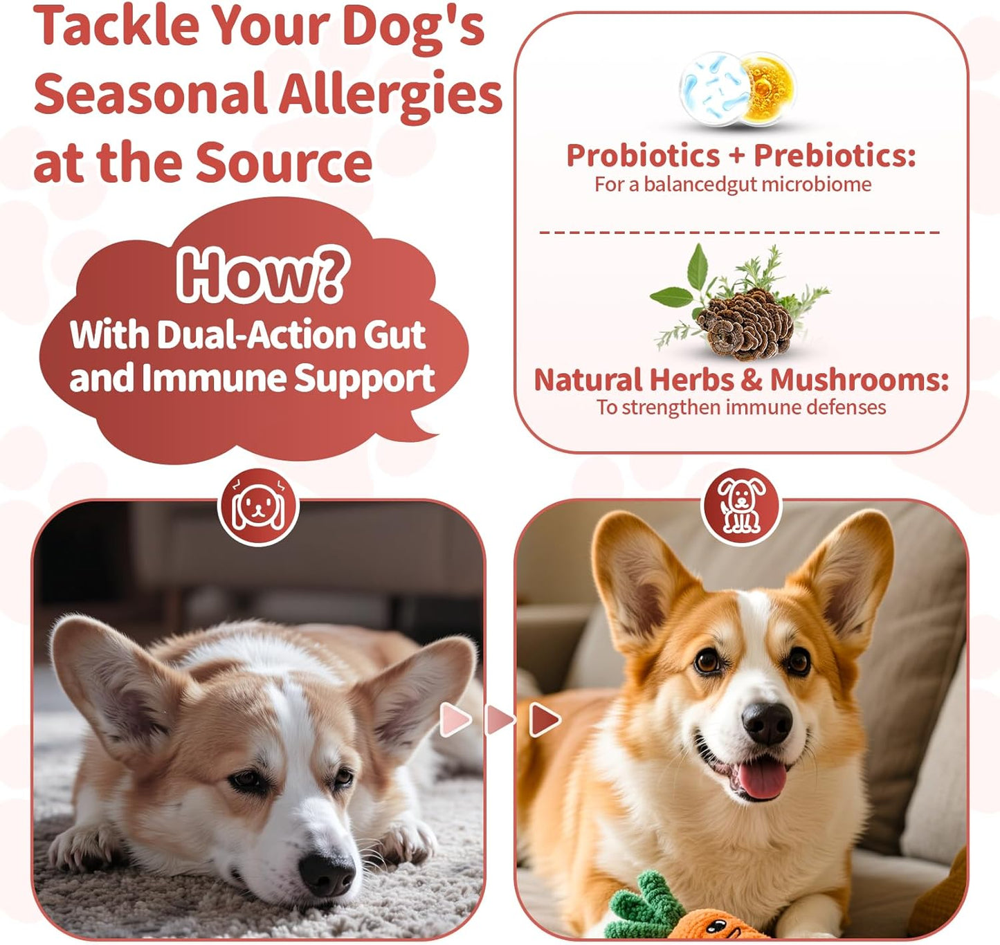 Dog Allergy Chews, Probiotics Supplement for Dogs Seasonal Allergies & Immune Support & Gut Health Pro, Mushroom Soft Chews for Joint, Energy, Itching Skin Support, Bacon Flavor - 90 Count