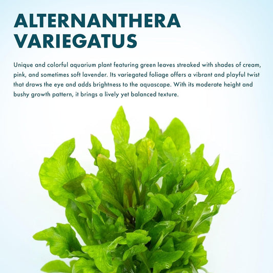 SubstrateSource Live Aquarium Stem Plants - Freshwater Aquatic Plant for Fish Tanks, Aquascaping - (Alternanthera Reineckii Variegatus, 1 Bunch)