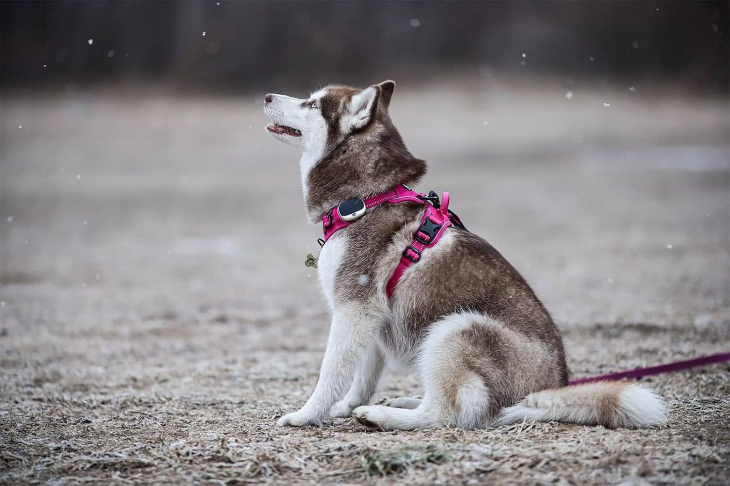 TRUE LOVE Adjustable No-Pull Dog Harness Reflective Pup Vest Harnesses Comfortable Control Brilliant Colors Truelove TLH5651(Fushcia,L)