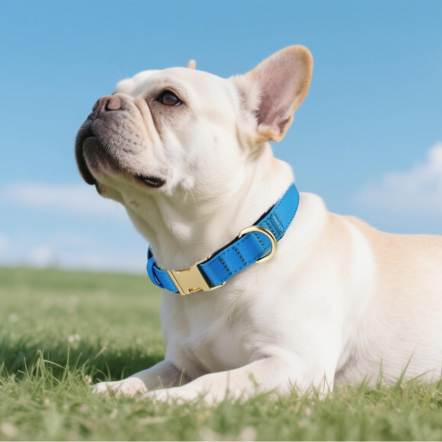 Didog Soft Padded Dog Collars for Medium Dogs, Colorful and Durable Dog Collar with Quick Release Buckle, Light and Breathable for Daily Walking, Blue, M