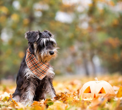 Lionet Paws Halloween Dog Bandana - Plaid Dog Kerchief, Adjustable Washable Reversible Cotton Scarf for Small to Large Dogs