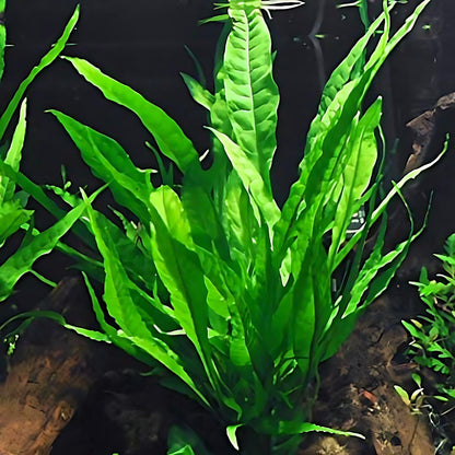 6 Species Aquarium Plants Package - Java Fern (Microsorum), Anubias (Anubias Barteri), Hornwort (Ceratophyllum demersum), Swords (Echinodorus), Moneywort (Bacopa), Cryptocoryne Green (Cryptocoryne)