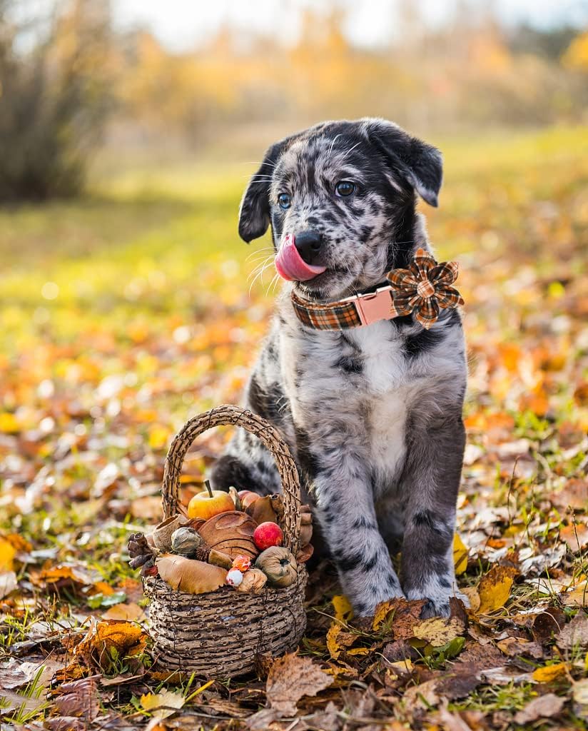 Lionet Paws Dog Collar with Flower - Cute Cotton Adjustable Flower Dog Collar with Metal Buckle for Medium Dog Girl Gift, M, Neck 13.5-22in