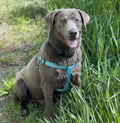 PUPTECK No Pull Dog Harness Soft Adjustable Basic Nylon Step in Puppy Vest Outdoor Walking with ID Tag Medium