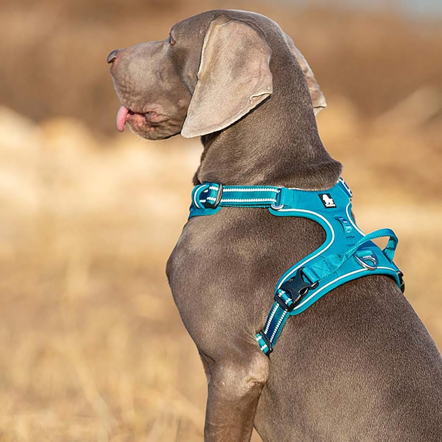 TRUE LOVE Dog Harness No Pull Nylon Reflective Pet Harness Adjustable Comfortable Control Step-in Brilliant Colors Truelove TLH56512 XS Blue