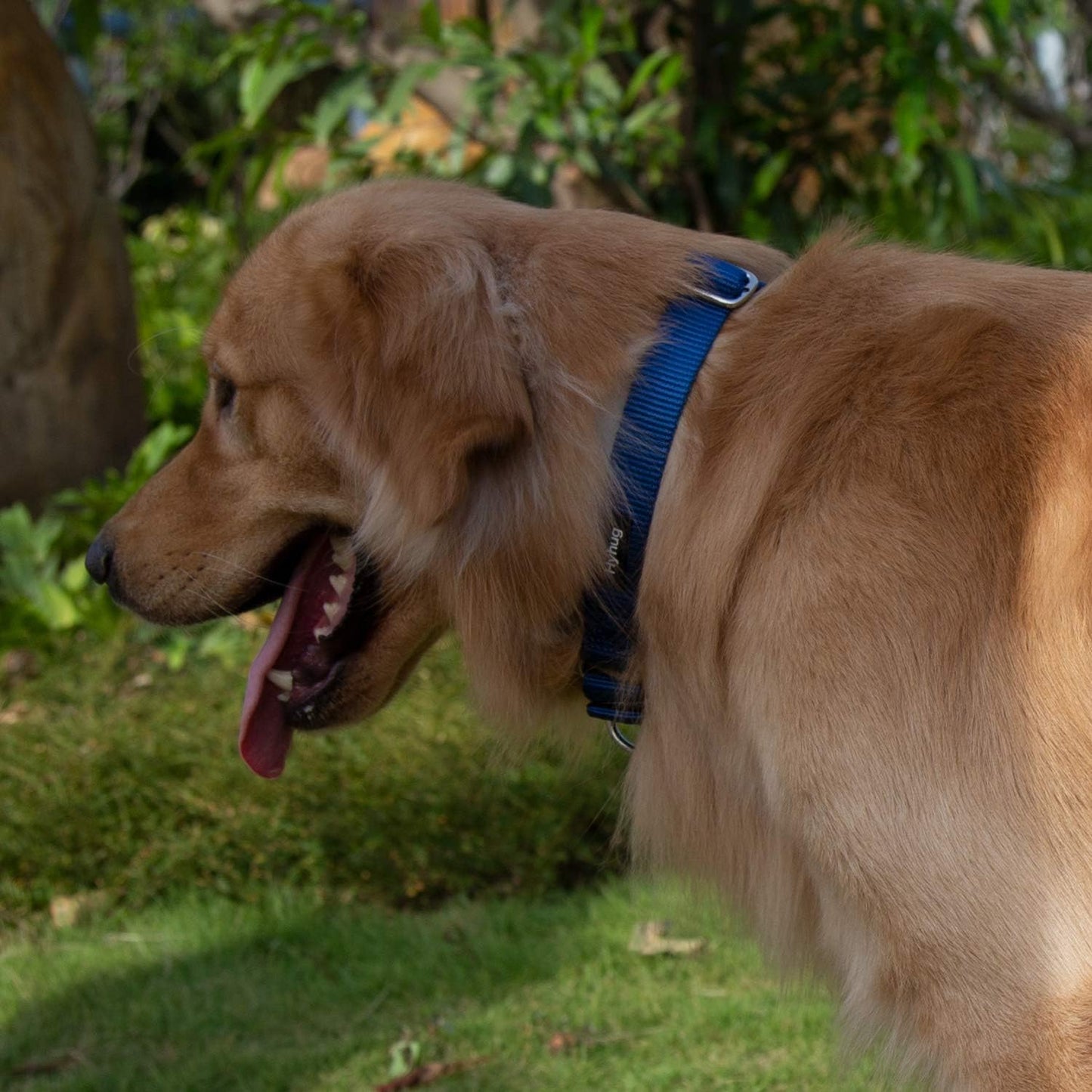 Hyhug Pets Premium Upgraded Heavy Duty Nylon Anti-Escape Martingale Collar for Puppy Dogs Comfy and Safe - Professional Training, Daily Use Walking. (Small, Classic Blue)