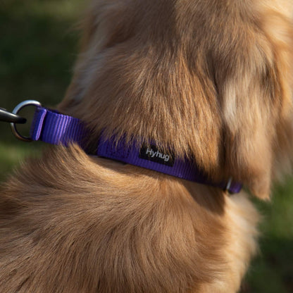 Hyhug Pets Premium Upgraded Heavy Duty Nylon Anti-Escape Martingale Collar for Boy and Girl Dogs Comfy and Safe - Professional Training, Daily Use Walking. (Medium, Ultra Violet)