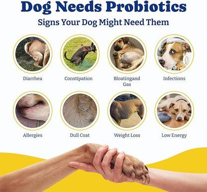 Probiotics for Dogs - Dog Probiotics for Digestive Health, Yeast, Itchy Skin, Gut Health, Immune & Skin - 6 Billion CFUs, 70 Soft Chews, Duck & Pear Flavor - with Prebiotics & Digestive Enzymes