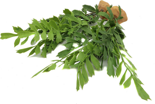 JIHAQUA Lifelike Reptile Tank Plant Decor - Realistic Artificial Plastic Plant for Terrariums and Pet Enclosures (Style D 2 Pack)