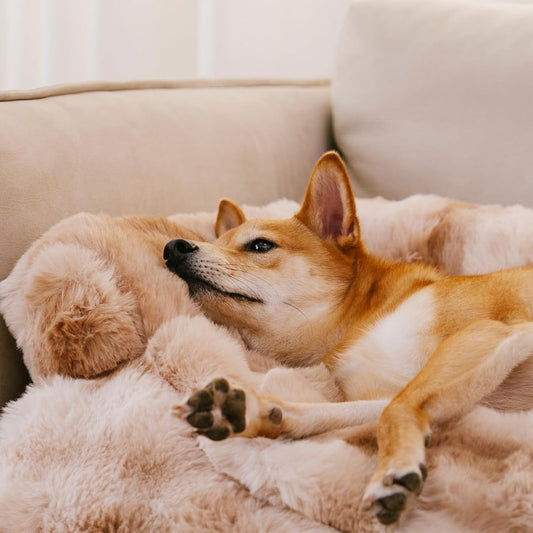 FUNNY FUZZY Pet Fluffy Fuzzy Couch Cover, Calming Washable Dog Bed Sofa Protector Pets Mat for Small Dogs and Cats (Tie-dye Brown,27.56 Ă 24.02 Ă 5.51 in)