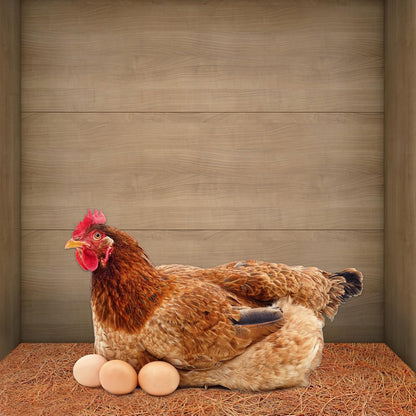 ZeeDix 3 Rolls Coconut Fiber Reptile Substrate Mat, 24 x 48 inches Natural Coco Mat Reptile Carpet Coco Fiber Liner Turtle Bedding Reptile Terrarium Liner for Lizard Snake Turtle Gecko Bearded Dragon