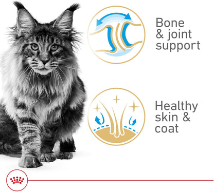 Royal Canin Feline Breed Nutrition Maine Coon Adult Thin Slices in Gravy Canned Cat Food, 3 oz can (24-count)