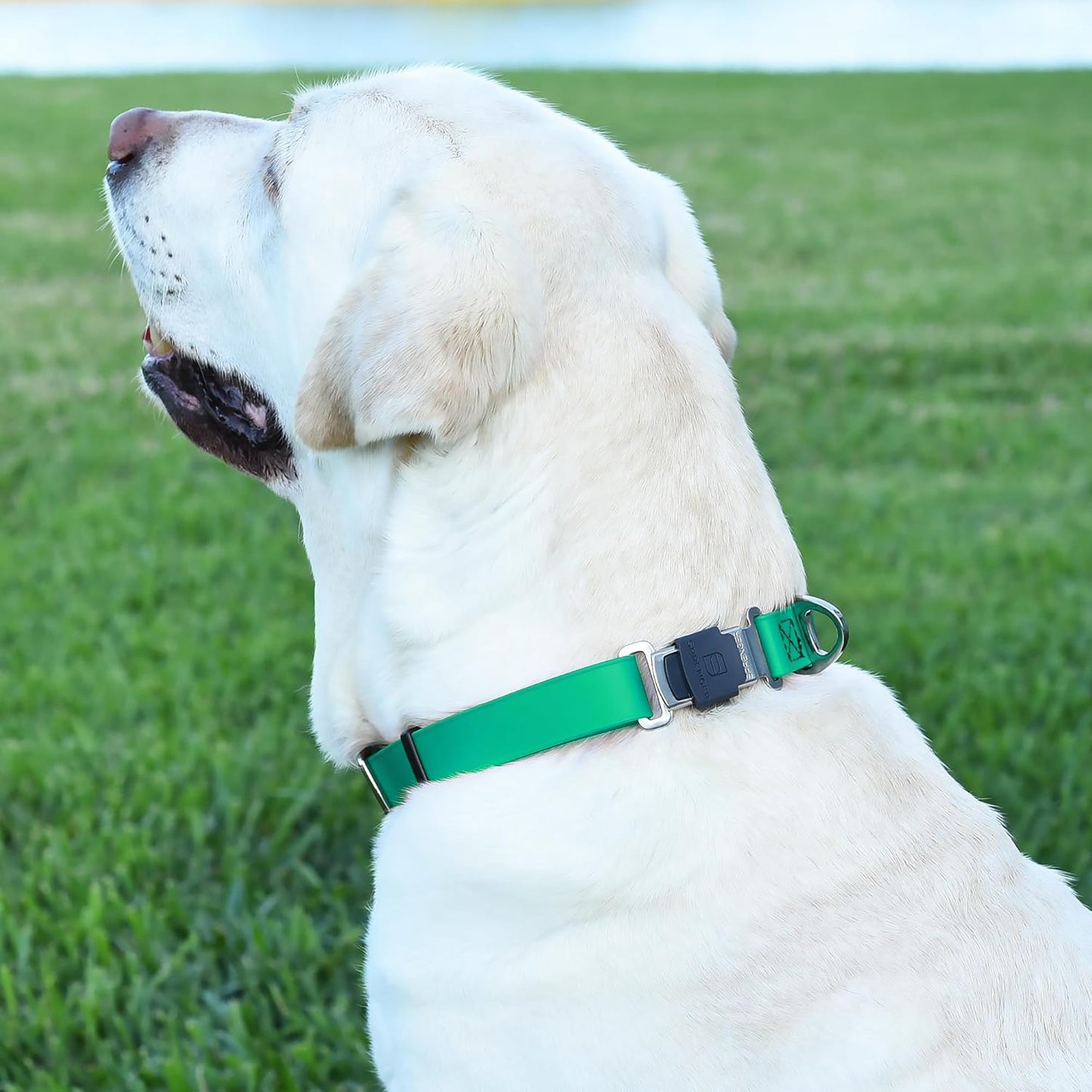 Dogline Biothane Waterproof Dog Collar with Herm Sprenger Stainless Steel Quick Release Buckle – Heavy Duty Tactical Durable Collar for Dogs – Comfortable and Safe Pet Collar, W 3/4" L 12-19", Teal