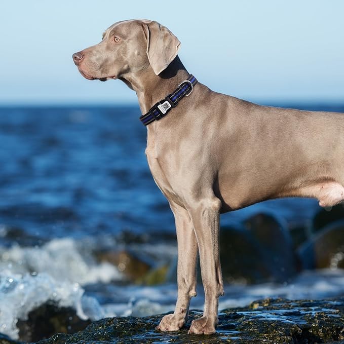 Airtag Dog Collar with QR Code Tag - Reflective Adjustable Nylon Collar, Quick Release Buckle for Small Medium Large Dogs, Comfortable Padded Lining (Blue, L)