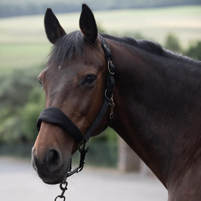 HORZE Graz Fleece Padded Halter - Black - Warmblood