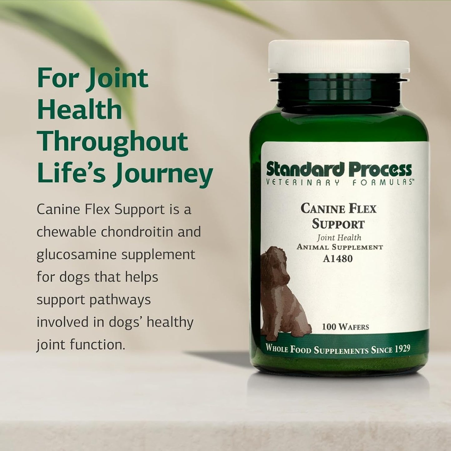Standard Process Inc. Canine Flex Support - Joint & Immune Health Supplement for Dogs - Chewable Wafers for Healthy Joint Function Support - Nutritional Whole-Food Based Supplement - 100 wafers