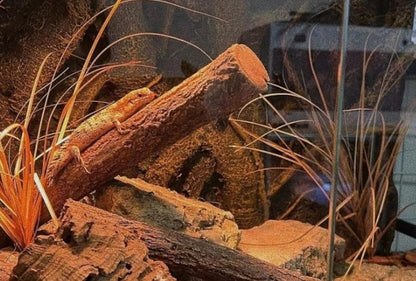 Reptile Terrarium Plants, Bearded Dragon Tank Decor Accessories for Ball Python Leopard Gecko Tree Frog Tarantula Lizard Corn Snake Tortoise Chameleon Crested Gecko - Fake Desert Dry Grass