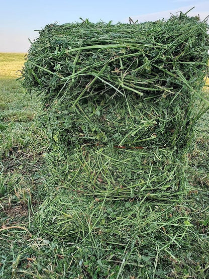 Bunny Honey Organic Alfalfa Hay for Guinea Pigs 12 lb Dim wt/5 lb High-Protein & Calcium, Supports Growth & Dental Health, Fresh & Nutritious