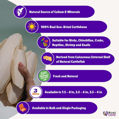 Birds LOVE Natural Cuttlebone | 100% Pure Sun-Dried Calcium Supplement for Birds, Tortoises, Snails & Crabs | Supports Beak & Shell Health | Easy to Chew | 3 Pack, Size 5.5 to 6"