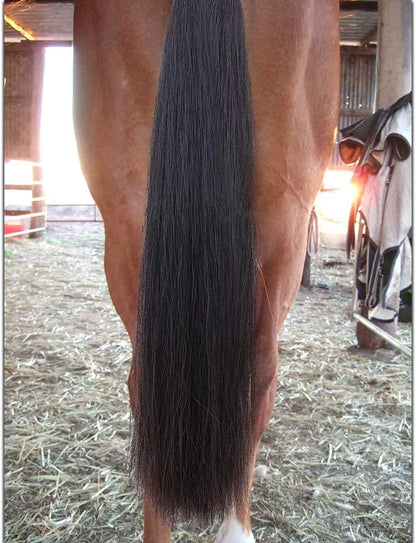 Horse Tail Extensions with Braided Horsehair Loop, Blunt Cut Bottom, 34-36 inches Long and 1 lb Weight (Natural Black)