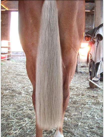 Horse Tail Extensions with Braided Horsehair Loop, Blunt Cut Bottom, 28-30 inches Long and 3/8 lb Weight