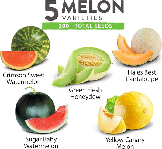 HOME GROWN 𝗨𝗦𝗔 𝗣𝗥𝗘𝗠𝗜𝗨𝗠 Melon Seeds Variety Pack 5 𝗡𝗢𝗡-𝗚𝗠𝗢 Heirloom Vegetable Seeds, Watermelon Cantaloupe Honeydew Sugar Baby & Melon, High Germination for Planting Home Garden Indoors