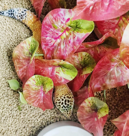 Reptile Plants for Terrarium Decor,Amphibian Habitat Decor, Bearded Dragon Tank Accessories,Artificial Plants for Gecko Chameleon Snake Tortoise with Base (Arrowhead)