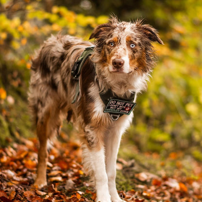rabbitgoo Dog Harness for Large Dogs No Pull, Tactical Service Pet Vest with Molle and Control Handle, Adjustable and Reflective Military Harness for Easy Walking and Training, Grey, L
