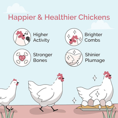 Organic Chicken Feed – Layer Whole Grain, Non-GMO, USA Grown, 16% Protein, Corn-Free, Soy-Free, Non-Medicated Feed for Chickens, 23 lbs