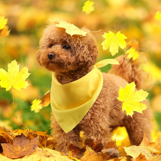 48 Pcs Thanksgiving Blank Dog Bandanas Bulk Sublimation Plain Bandanas for Dogs Heat Transfer Personalized DIY Triangle Bibs Scarf Set for Pets Fall Costume Photo Props Accessories Pet Shops