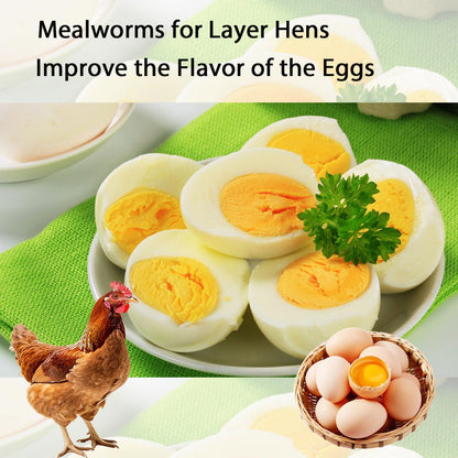 Dried Mealworms 10LB Pure Natural Non-GMO Mealworms for Chickens High Protein Chickens Feed Meal Worms for Laying Hens Wild Birds