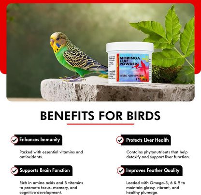 Morning Bird Moringa Leaf Powder 3 oz – Natural Food Supplement for Birds, Rich in Vitamins & Minerals, Boosts Immune System & Energy, Supports Healthy Feathers, Digestion, and Overall Avian Wellness