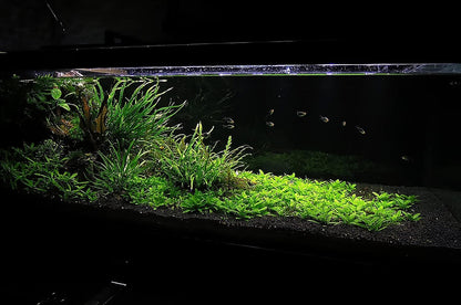 Ultum Nature Systems Controsoil - Freshwater Aqua Soil Substrate for Fish, Shrimp, Live Plant Propagation and Aquascaping - 6.8pH Low Ammonia, Volcanic Ash - Black, Fine (1 Liter | 2LB)