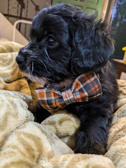 Lionet Paws Halloween Dog Collar with Bowtie - Cute Cotton Adjustable Fall Bowtie Dog Collar with Metal Buckle for Small Medium Large Dog Girl Boy Gift, XS, Neck 8-12in