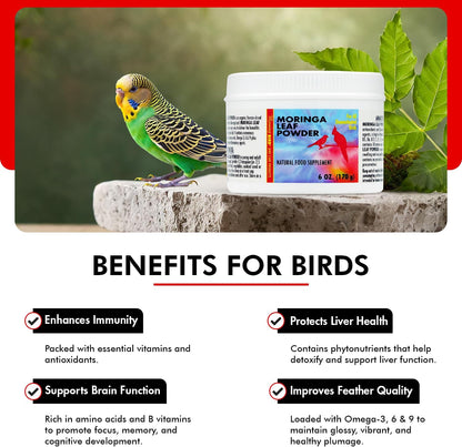 Morning Bird Moringa Leaf Powder 6 oz – Natural Food Supplement for Birds, Rich in Vitamins & Minerals, Boosts Immune System & Energy, Supports Healthy Feathers, Digestion, and Overall Avian Wellness