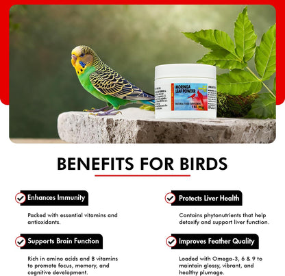 Morning Bird Moringa Leaf Powder 1 oz – Natural Food Supplement for Birds, Rich in Vitamins & Minerals, Boosts Immune System & Energy, Supports Healthy Feathers, Digestion, and Overall Avian Wellness