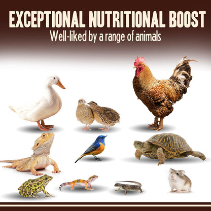 Dried Mealworms for Chickens, Birds, Hamster, Reptile and Turtle - Premium Non-GMO Treats with 55% Protein for Laying Hens - Organic Food for Wild Bird, Bluebirds, Robins, Cardinals. 5 Lb