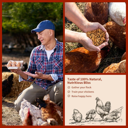 Dried Black Soldier Fly Larvae 5LB, High Protein Chicken Feed, 100% Natural Non-GMO – Treat for Chicken More Calcium Than Mealworms, Food for Laying Hen, Ducks, Wild Birds