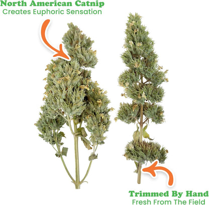 Meowijuana | Dried Catnip Buds Jar | Premium Organic Catnip | Grown in North America | Perfect for Cat Toys | Fresh Catnip for Extended Playtime | Elevate Your Cat's Enjoyment