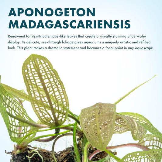 SubstrateSource Live Plants – Madagascar Lace Plant (Aponogeton madagascariensis) – Medium to High Light, Light to Dark Green Color, Midground to Background, Lace Leaf - Bulb/Bunch, 1 Pack
