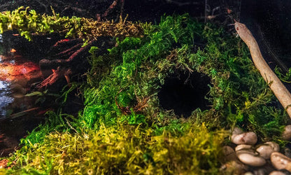 Galápagos (05348) Mossy Cave Hide, 6", Green Sphagnum (Pack of 6)