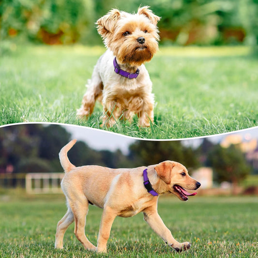 Reflective Dog Collar Padded with Soft Neoprene Breathable Quick Release Basic Dog Collars for Puppy Small Dogs Girl Purple