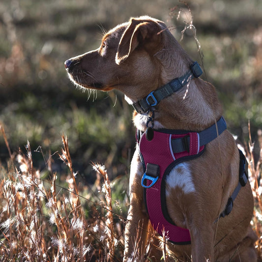 Embark Adventure Dog Harness, Reflective Trim No Pull Dog Harness for Large Dogs - Military Grade Nylon, Front Clip with Gel Lined Handle.