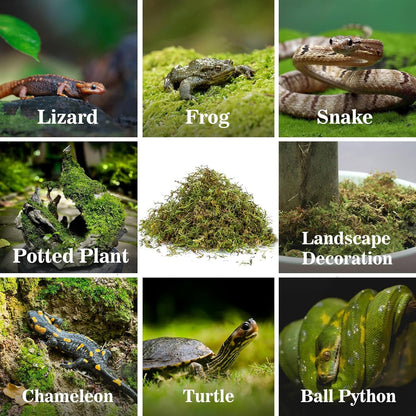 Sukh Sphagnum Moss for Reptiles -Terrarium Moss for Reptiles Peat Moss for Reptiles Habitat Bedding Moss for Snakes Turtle Frog Gecko and Other Reptiles Substrate (15.8, Ounces)