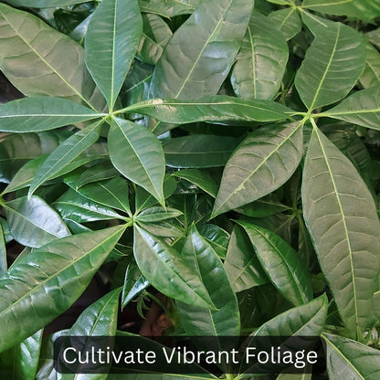 Money Tree Soil (4 Quarts), Potting Mix for Planting/Repotting Pachira Aquatica, All-Natural Custom Soil Blend